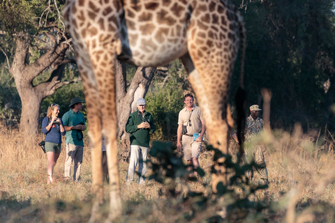 South Luangwa