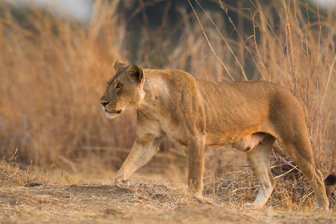 South Luangwa