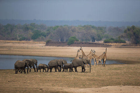 South Luangwa