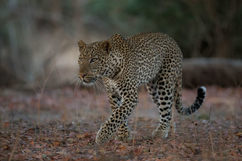 South Luangwa