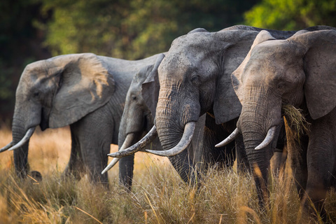 South Luangwa National Park