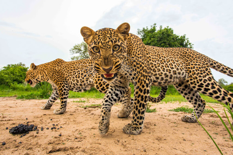 South Luangwa National Park