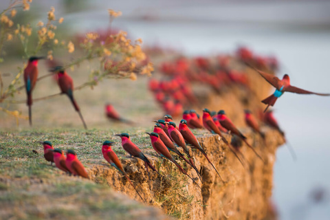 Livingstone - South Luangwa National Park