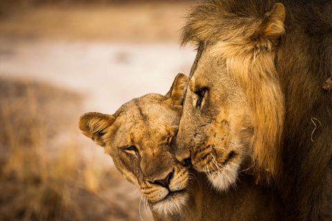 South Luangwa National Park