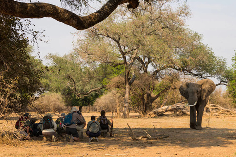 Mana pools - Camp Zambezi - (A pied)