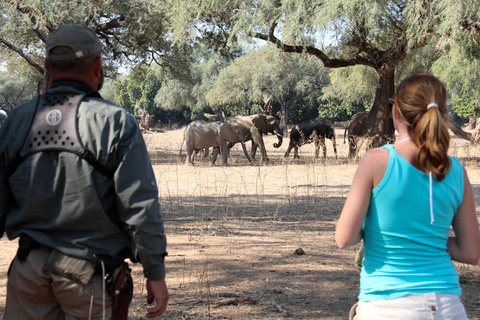 Mana pools - Camp Zambezi (A pied)