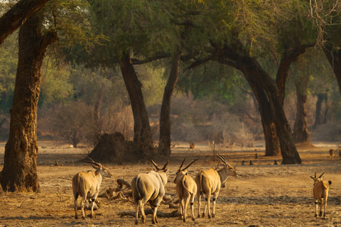 Mana Pools (à pied)