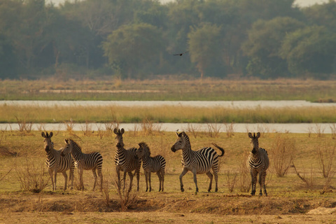 Mana pools - Camp Zambezi (A pied)