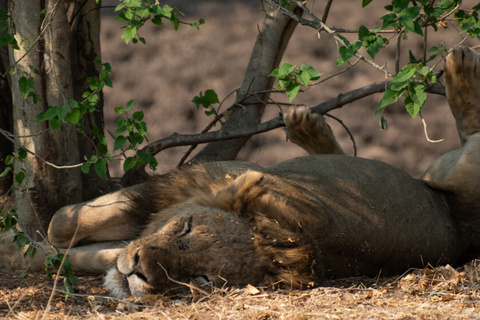 Victoria Falls - Hwange National Park