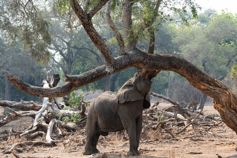 Mana Pools - Canoë