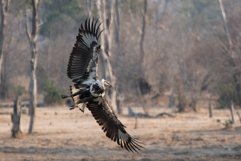 South Luangwa