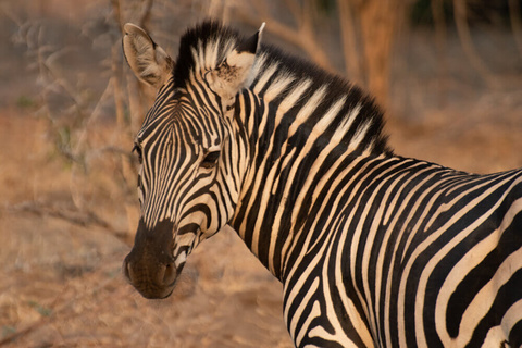 South Luangwa