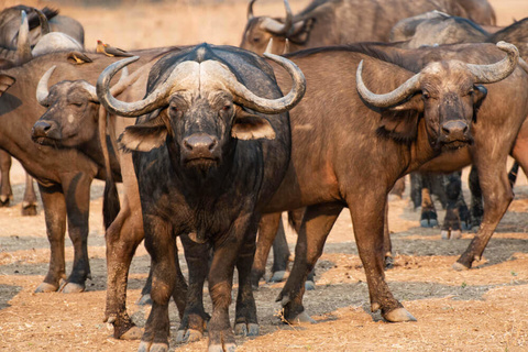 Kafue - South Luangwa