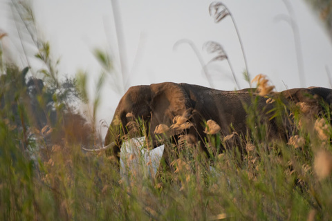 Mana Pools (Canoë)