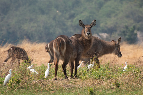 Mana Pools (canoë)