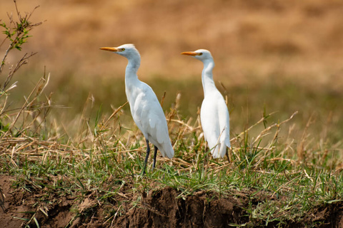 Mana Pools (Canoë)