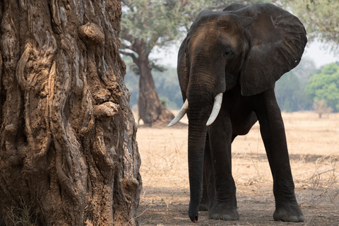 Mana Pools - Canoë