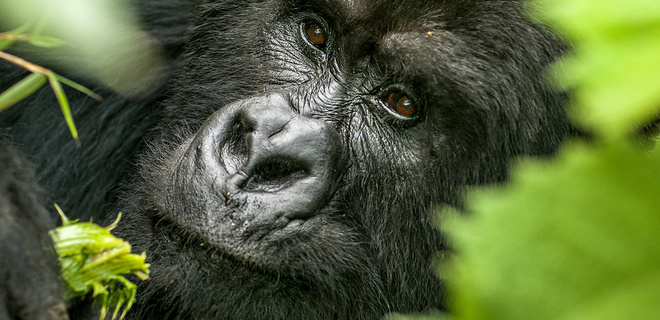 Rencontre avec les grands singes