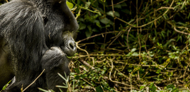 Aventure en Ouganda - Safari & Grands Singes - Départ Spécial