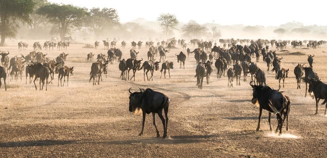 Safari spécial migration