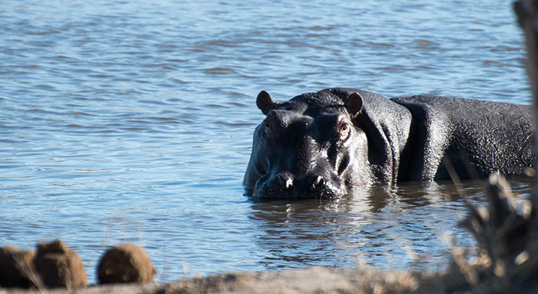 Connaissez-vous vraiment l'hippopotame ?