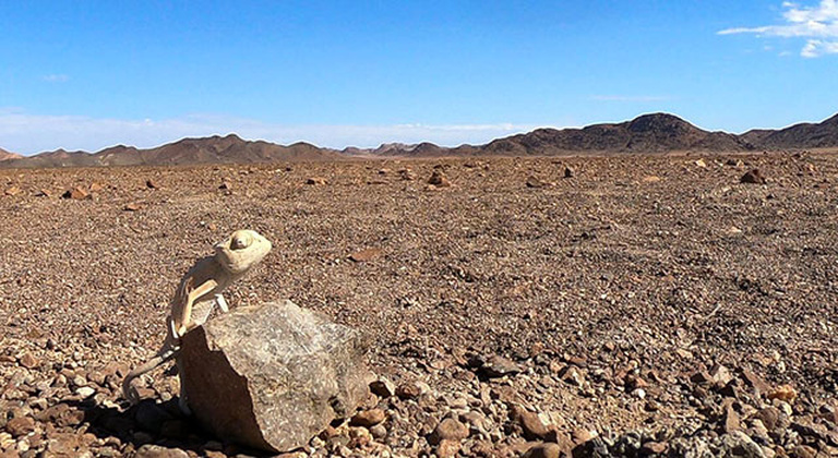 La vie au coeur du Namib