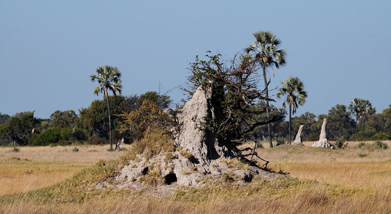 Les termitières du Delta de l'Okavango