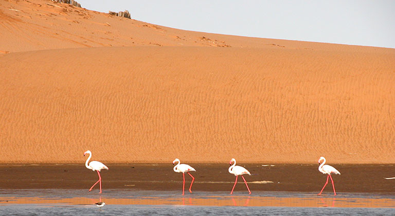 Voyage envoûtant en Namibie