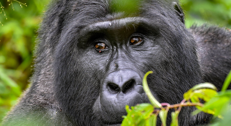 Partez à la rencontre des gorilles de montagne en Ouganda