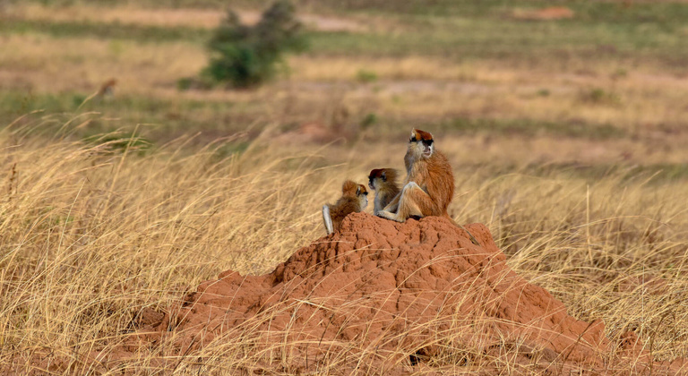 Entre savane et forêt en Ouganda