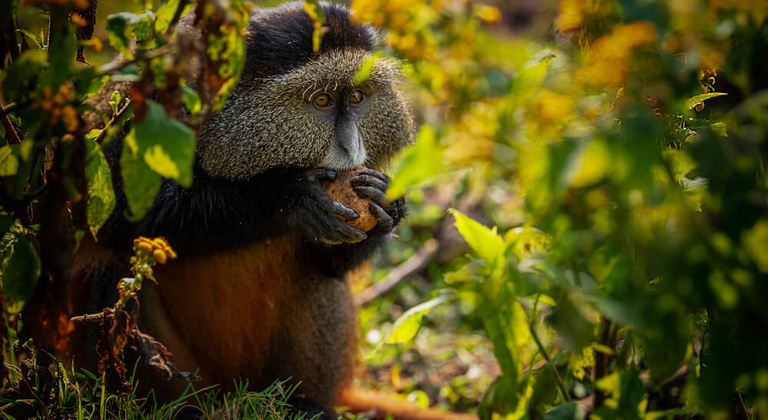 Rwanda, au pays des primates