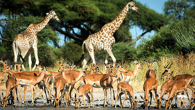 La faune est abondante dans le delta de l'Okavango @Sous l'Acacia