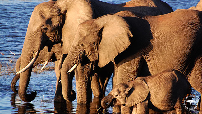 Safari dans le parc national de Chobe au Botswana @Sous l'Acacia