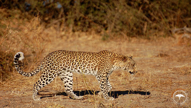 Rencontre dans le Lynianti lors d'un safari au Botswana @Sous l'Acacia