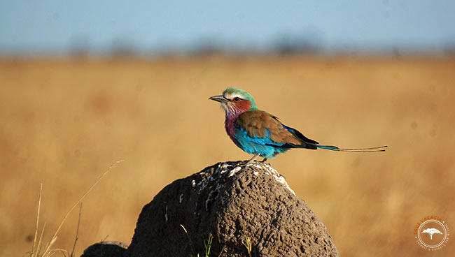 Les oiseaux à observer pendant un safari sont nombreux à Savuti @Sous l'Acacia
