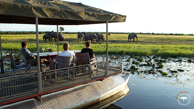 Safari en bateau à Chobe au Botswana @Sous l'Acacia