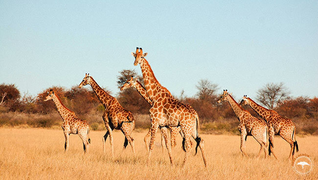 Girafes dans le Kalahari au Botswana @Sous l'Acacia