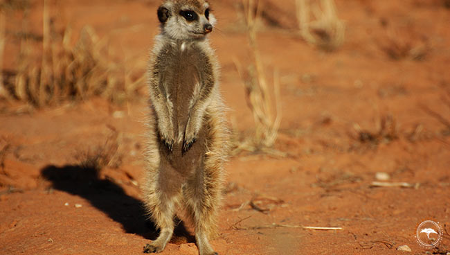 Un suricate dans les Makgadikgadi Pans au Botswana @Sous l'Acacia