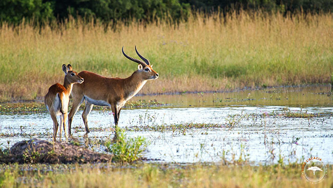 Rencontre avec un cobe de lechwe lors d'un safari à Moremi au Botswana @Sous l'Acacia