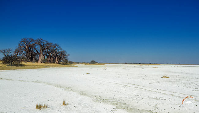 Les paysages particuliers d'un safari à Nxai Pan au Botswana @Sous l'Acacia