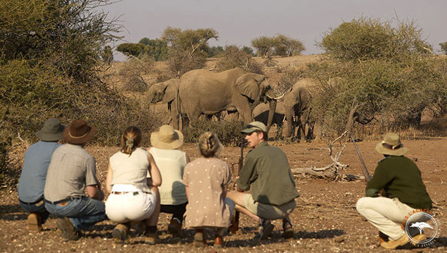 Safari dans le parc de Tuli Tuli au Botswana @Sous l'Acacia