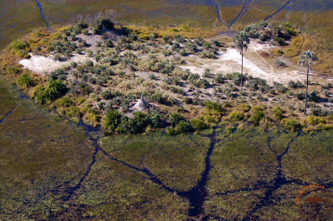 Îlot du delta de l'Okavango @Sous l'Acacia