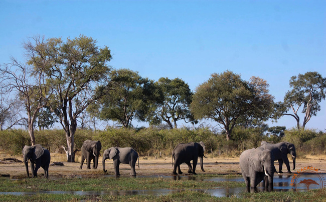 Eléphants dans la Kwai à Moremi @Sous l'Acacia