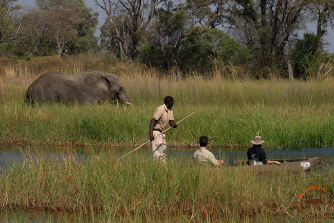 En mokoro dans le delta de l'Okavango @Sous l'Acacia