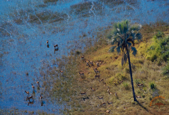 Vue aérienne du delta @Sous l'Acacia