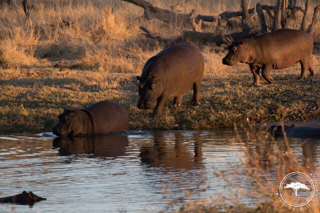 Troupeau d'hippopotames au Botswana @Sous l'Acacia