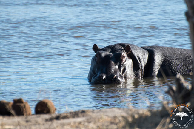 Hippopotame dans l'eau au Botswana @Sous l'Acacia Hippopotame dans l'eau au Botswana @Sous l'Acacia
