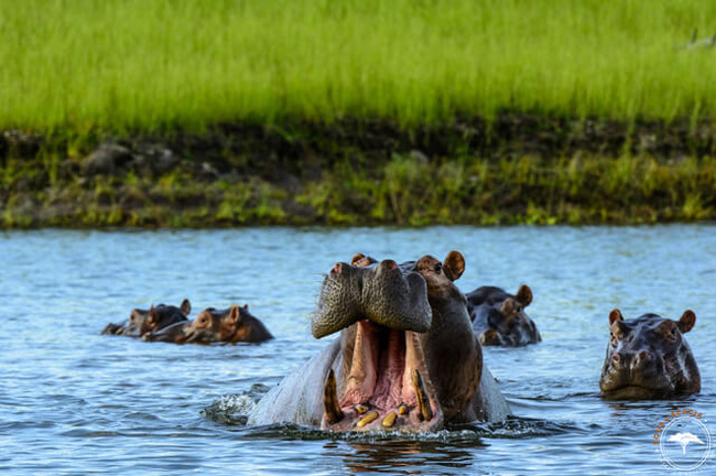Troupeau d'hippopotames dans l'eau au Botswana @Sous l'Acacia