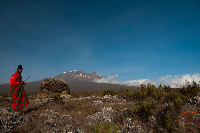Masaï sur le Kilimandjaro @Sous l'Acacia