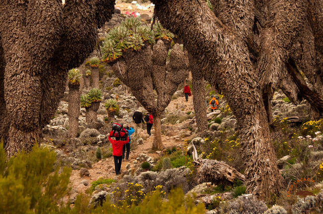 Trekkeurs sur le Kilimandjaro @Sous l'Acacia